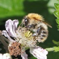 Bombus muscorum, Moss Carder Bee, Alan Prowse